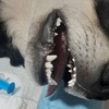 جرمگیری دندان سگ هاسکی