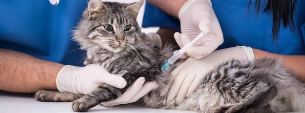 واکسیناسیون گربه ها 1
