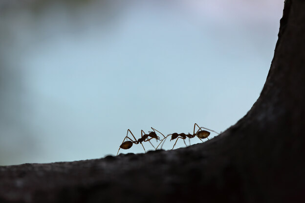 مورچه زیاد در خانه نشانه چیست؟