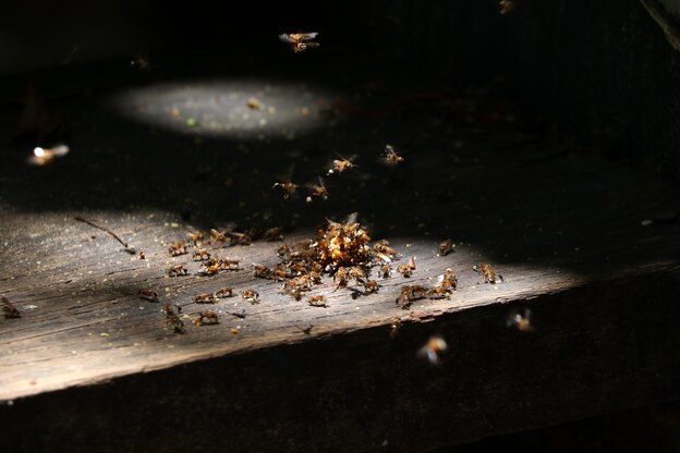 سمپاشی خانه برای کنترل حشرات: موریانه ها
