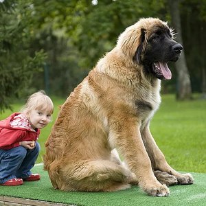 نژاد سگ؛ لئون برگر (Leonberger) یا لئو