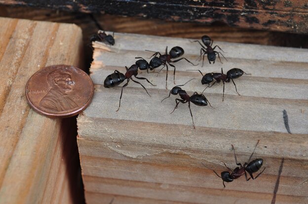 سمپاشی منازل: چطور «سمپاش مورچه های نجار» خود شویم؟