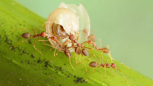 سمپاشی مورچه ها 
