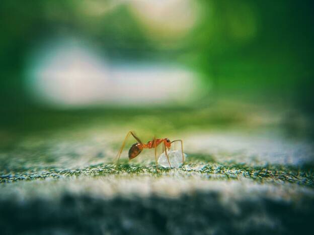 نحوه از بین بردن مورچه های نجار بدون نیاز به سمپاشی