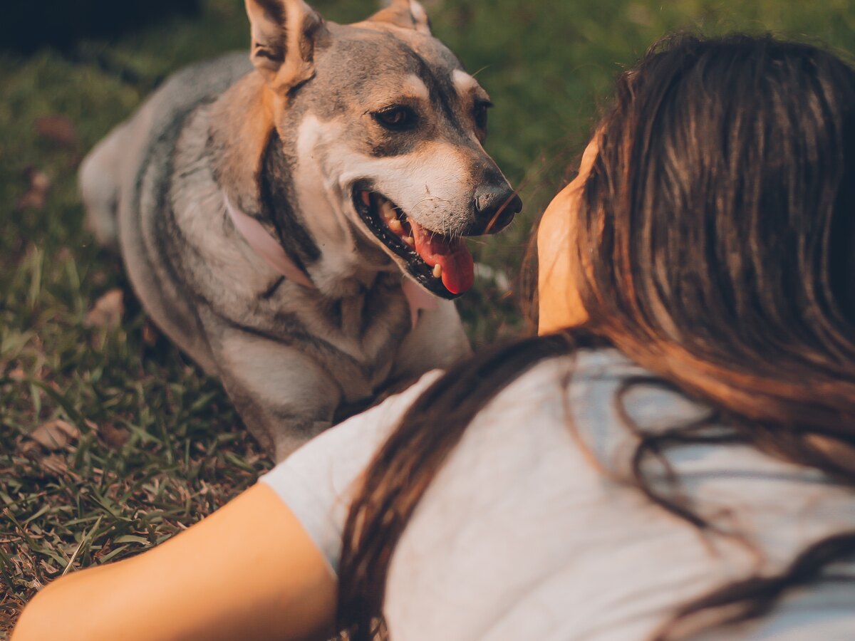 چگونه سگ را به خود وابسته کنیم؟