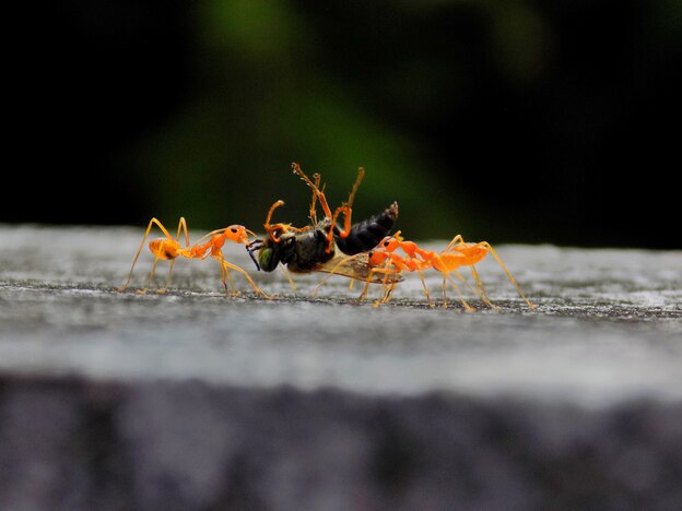 نحوه رهایی از شر مورچه ها در خانه و حیاط