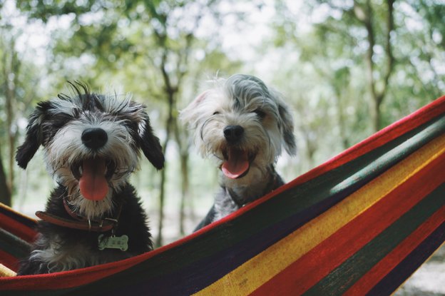 ده مشکل رفتاری رایج در سگ ها: دلایل و راهکارها در زمان بدرفتاری حیوان خانگی 
