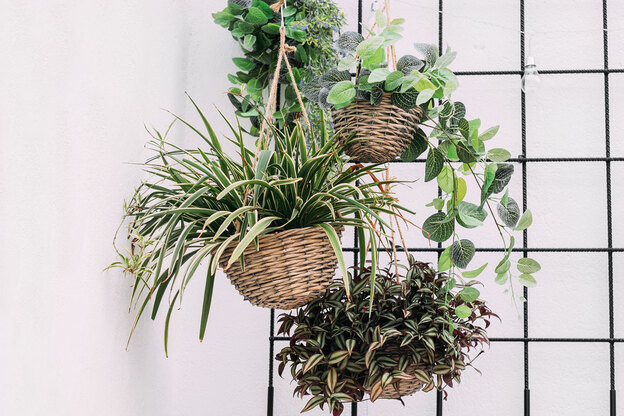 تقویت گیاهان آپارتمانی 1