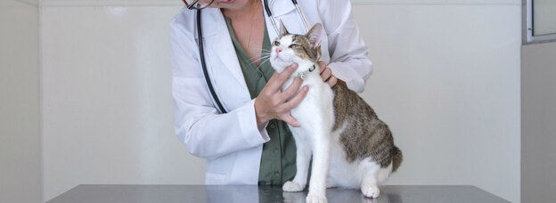 واکسیناسیون گربه 1