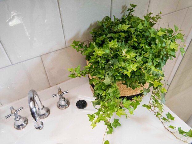گیاه عشقه ivy مناسب دستشویی