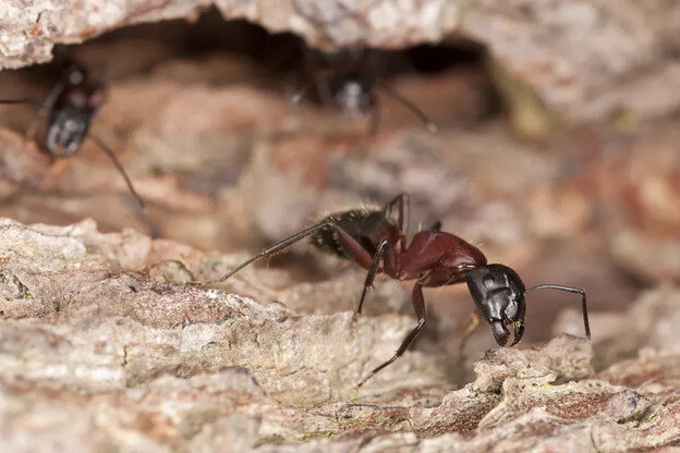 از بین بردن مورچه 