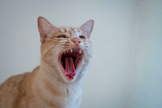 ریزش آب دهان گربه ها به خاطر چیست و چطور درمان می شود؟