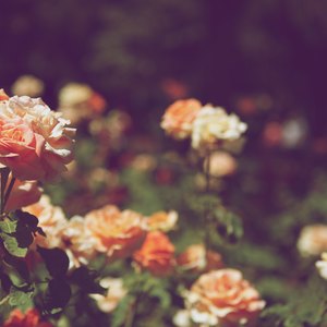 راهنمای کامل باغبانی، کاشت و پرورش گل رز