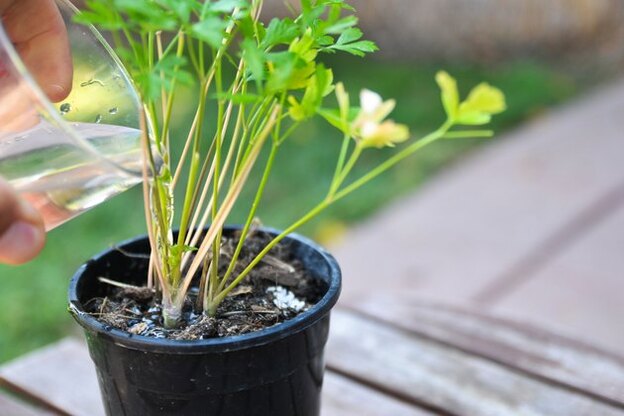 ترفندهایی برای رشد سریع تر گیاهان آپارتمانی