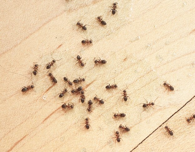 رهایی از شر مورچه ها