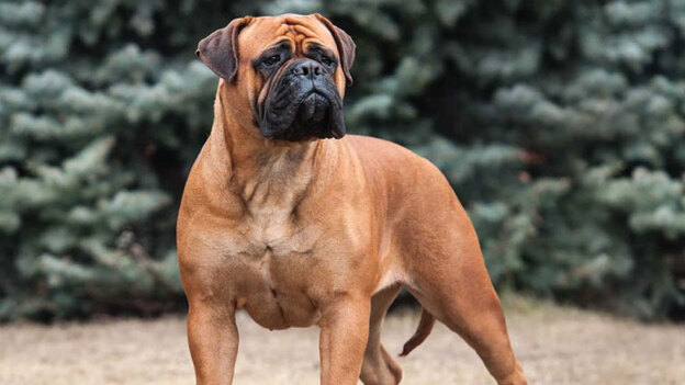 نژادهای سگ بزرگ
