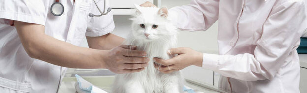 واکسیناسیون گربه ها 3