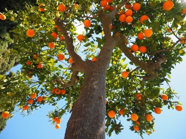 درخت پرتغال