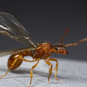 سمپاشی: علت وجود مورچه بالدار در خانه