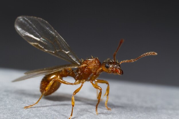 سمپاشی: علت وجود مورچه بالدار در خانه
