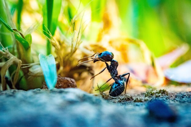 ۱۲ راه ساده برای کنترل مورچه های ریز