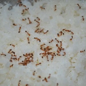 ۱۳ راه ارگانیک برای رهایی از شر مورچه ها