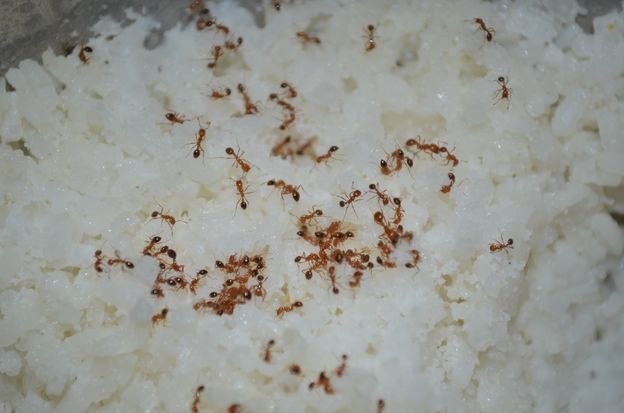 ۱۳ راه ارگانیک برای رهایی از شر مورچه ها