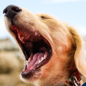 آموزش تربیت سگ و کنترل صدای سگ
