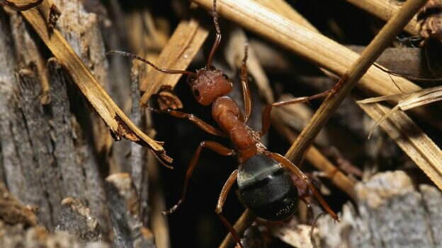 مورچه نجار