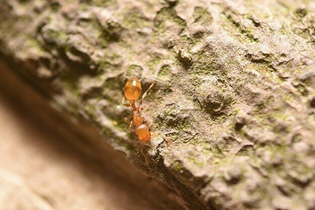 تله مورچه ها