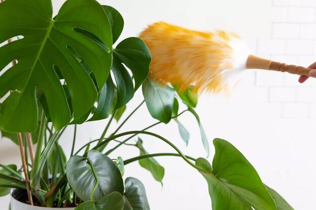  نظافت گیاهان آپارتمانی 3
