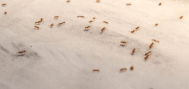 کنترل و دفع مورچه به روش طبیعی