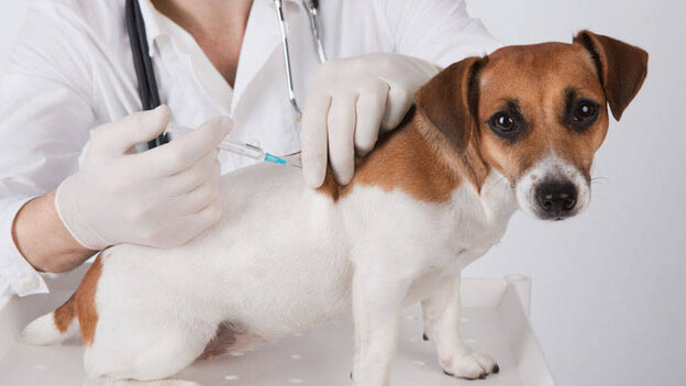 واکسیناسیون سگ ها 1