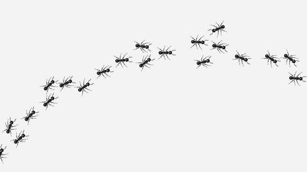 سمپاشی مورچه ها 2
