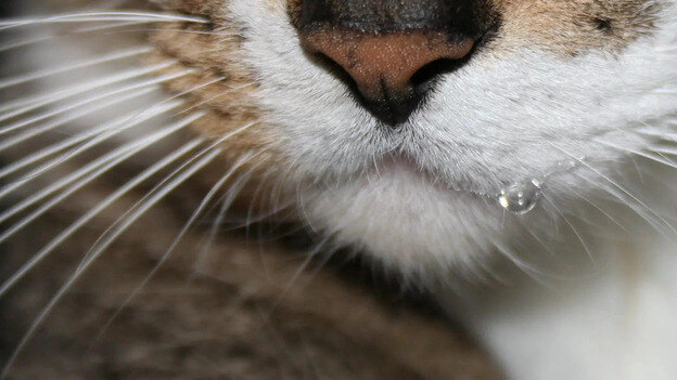 دلایل چکه آب دهان گربه