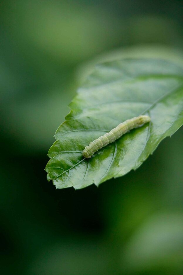 سمپاشی باغچه 1