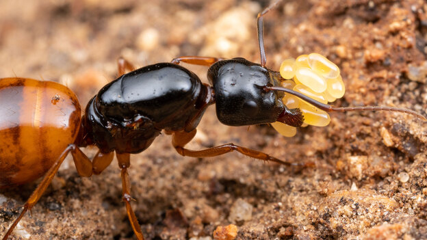 رهایی از شر مورچه ها 1