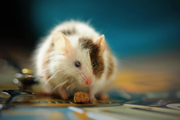 ۸ راه برای رهایی از شر موش های خانگی که می توانید امتحان کنید