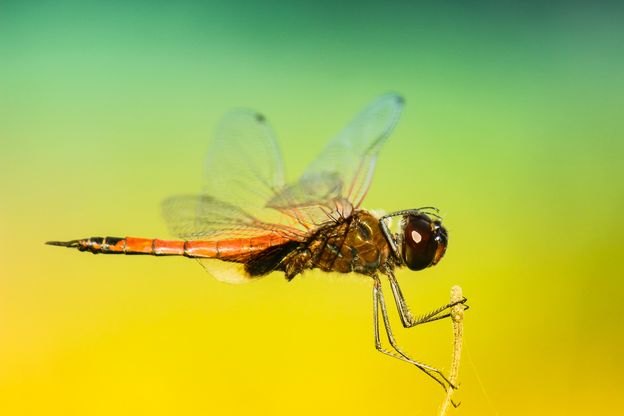 ۱۰ راهکار عالی برای دفع حشرات خانگی