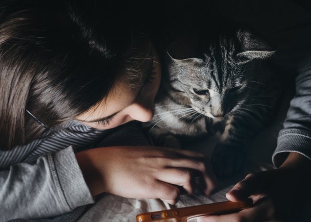 درمان خانگی گربه ای که کک اش می گزد