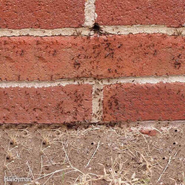 سمپاشی مورچه 3