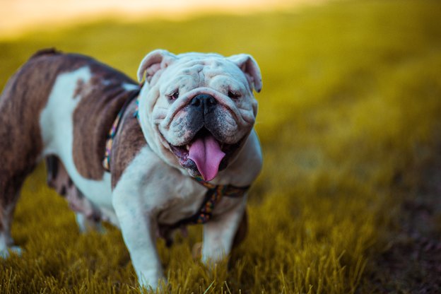 معرفی 10 نژاد سگ پرانرژی
