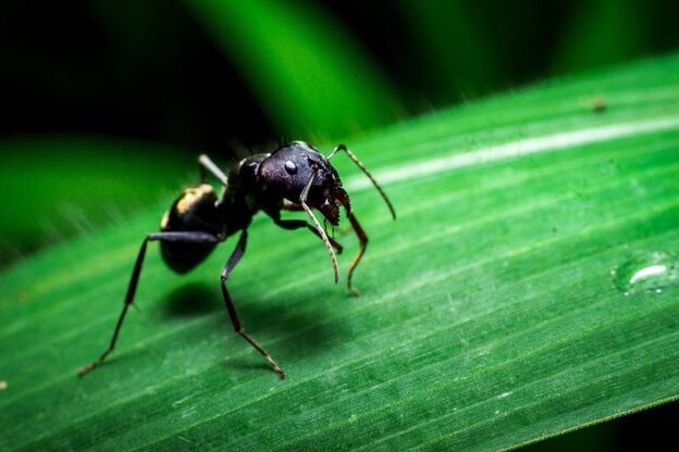نحوه رهایی از شر مورچه ها با روش های طبیعی