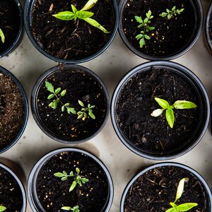 روش درست کردن بهترین کود برای رشد گیاهان آپارتمانی