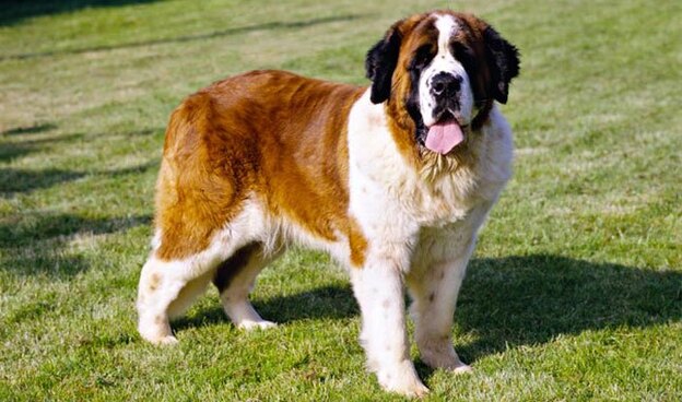 نژادهای سگ بزرگ