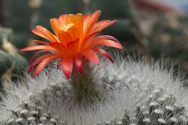 Parodia Haselbergii (Scarlet Ball Cactus)