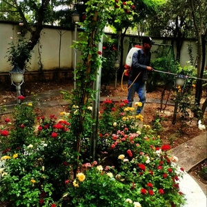 تصویر گالری