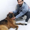 اصلاح جرمن شپرد