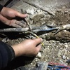 رفع اتصالی کابل زیر خاک