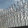 شاخ گوزنی نصب در بابلسر
